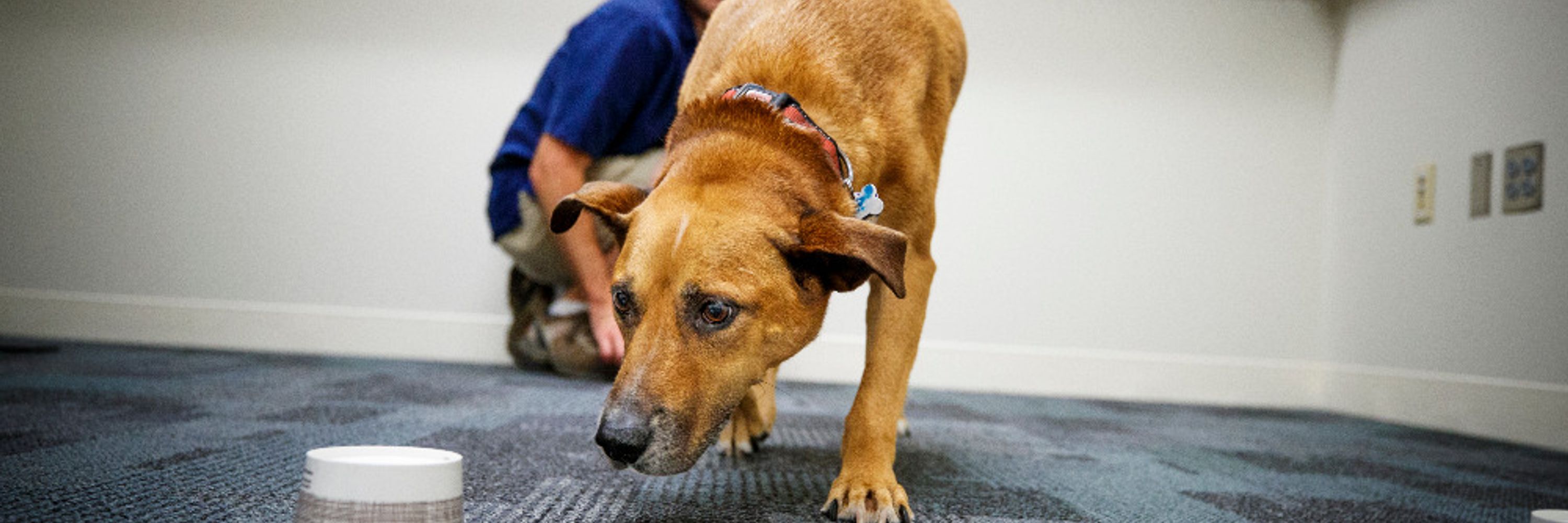 UNL Canine Cognition and Human Interaction Lab