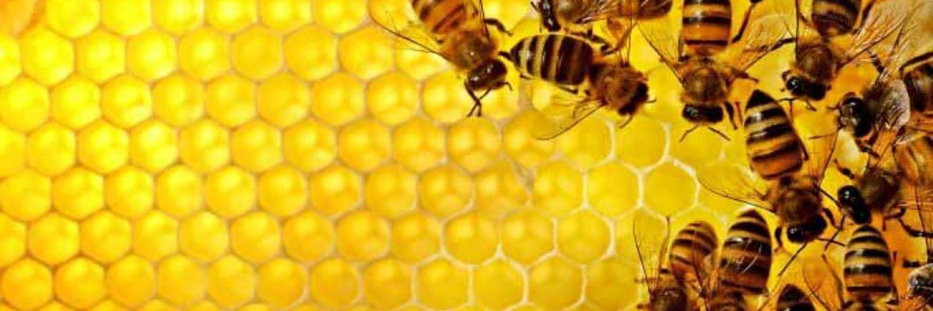 Solo Abejas 🐝