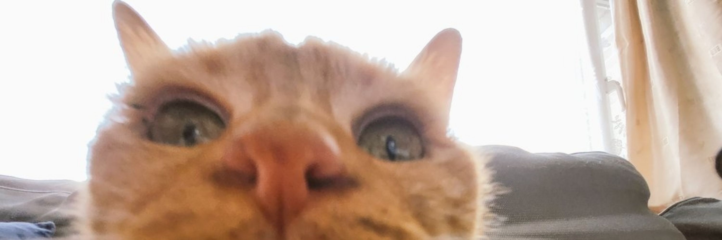 iain
