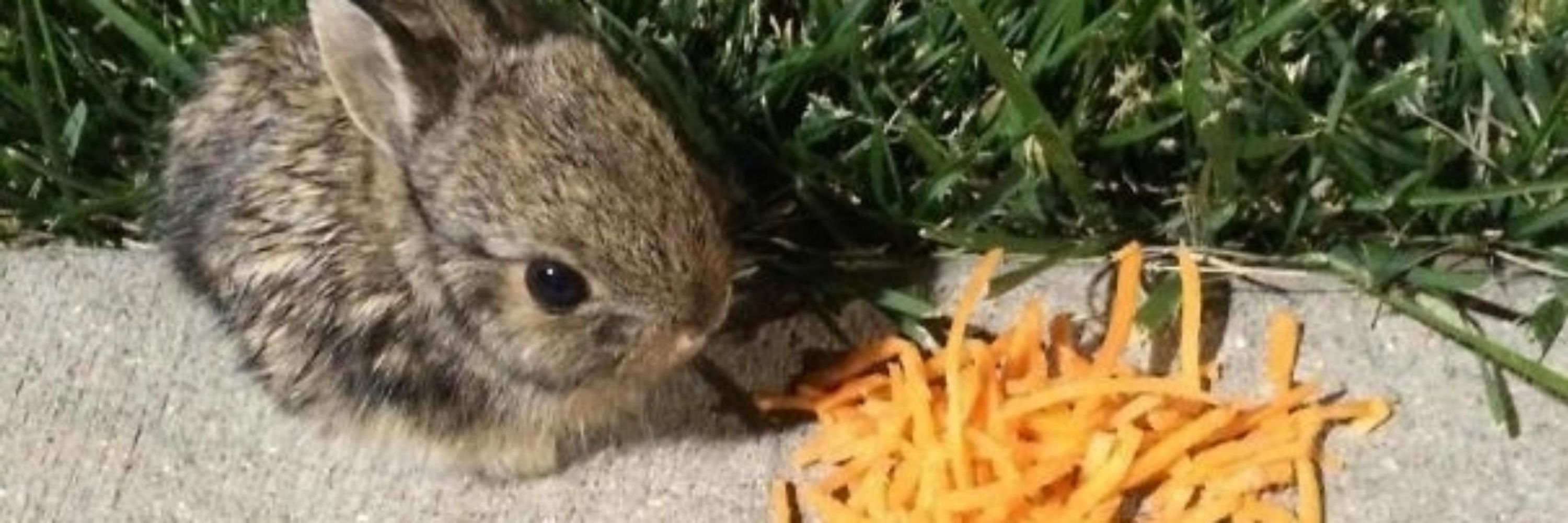 Lepus Arcticus