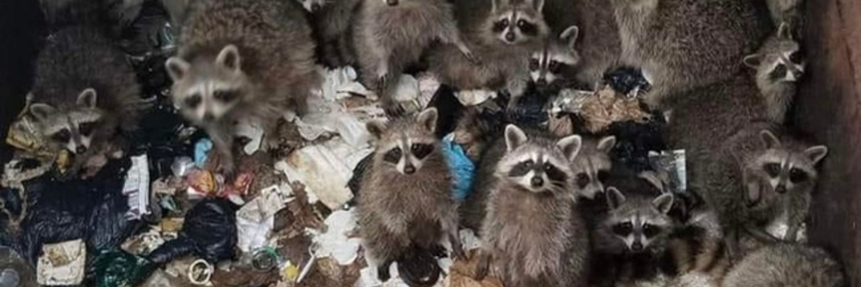 Garbage Data 🦝