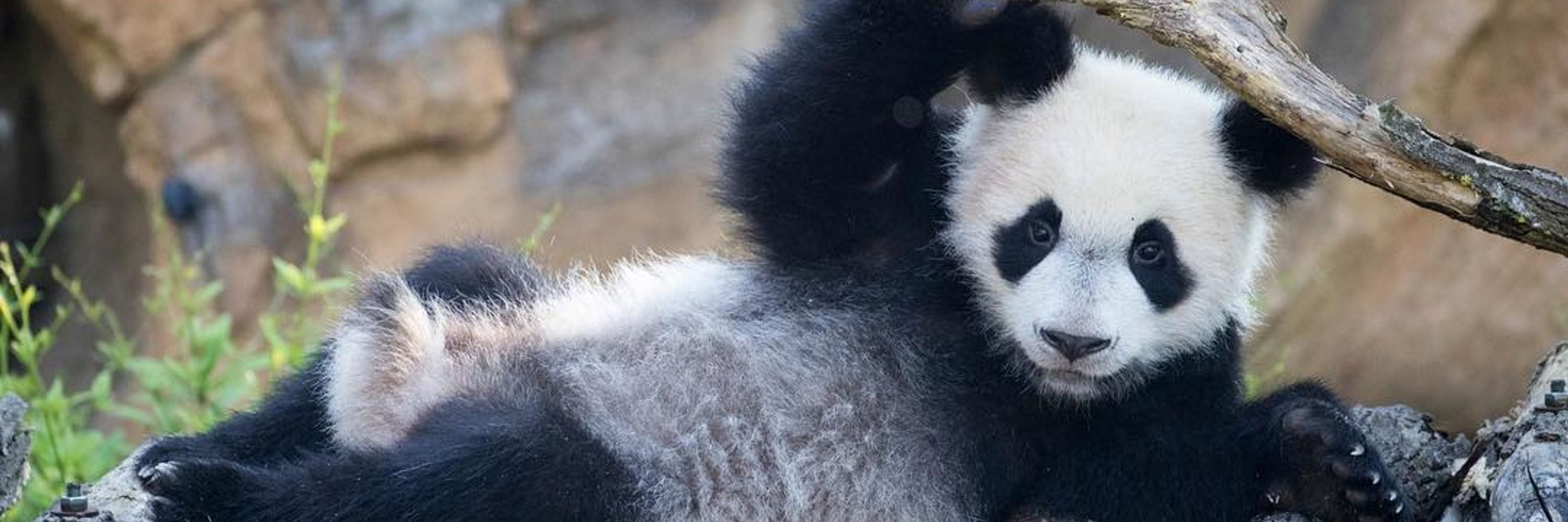 Yuan Meng Panda
