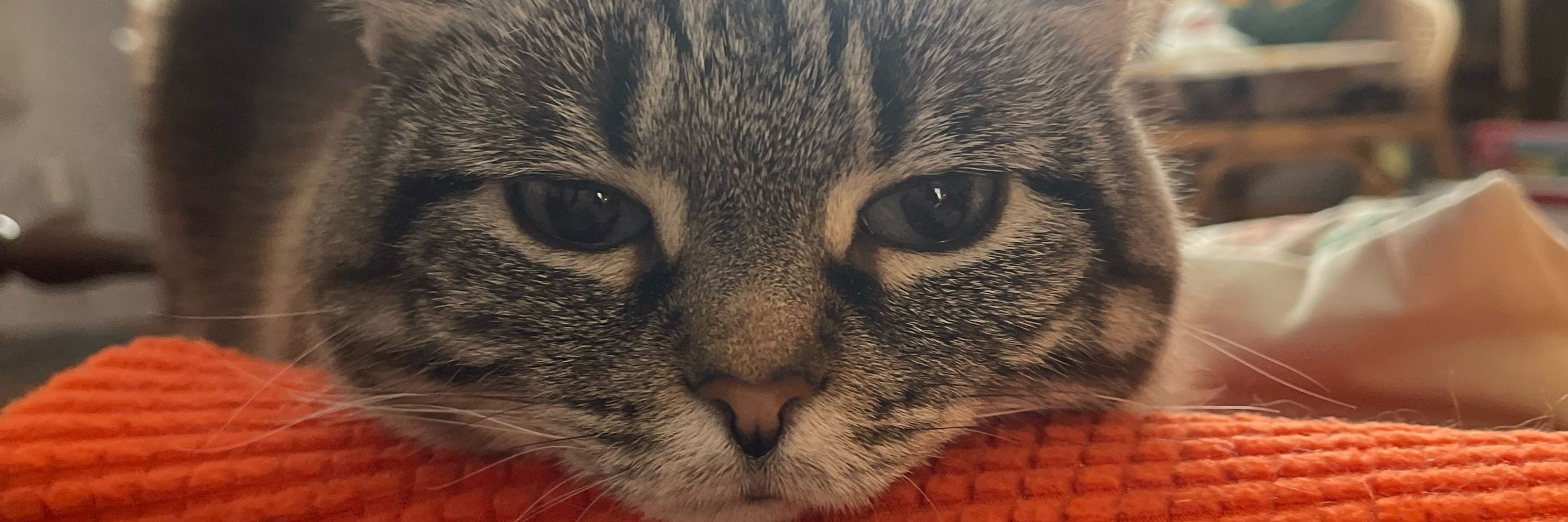 Does anyone know how to not be tired all the time