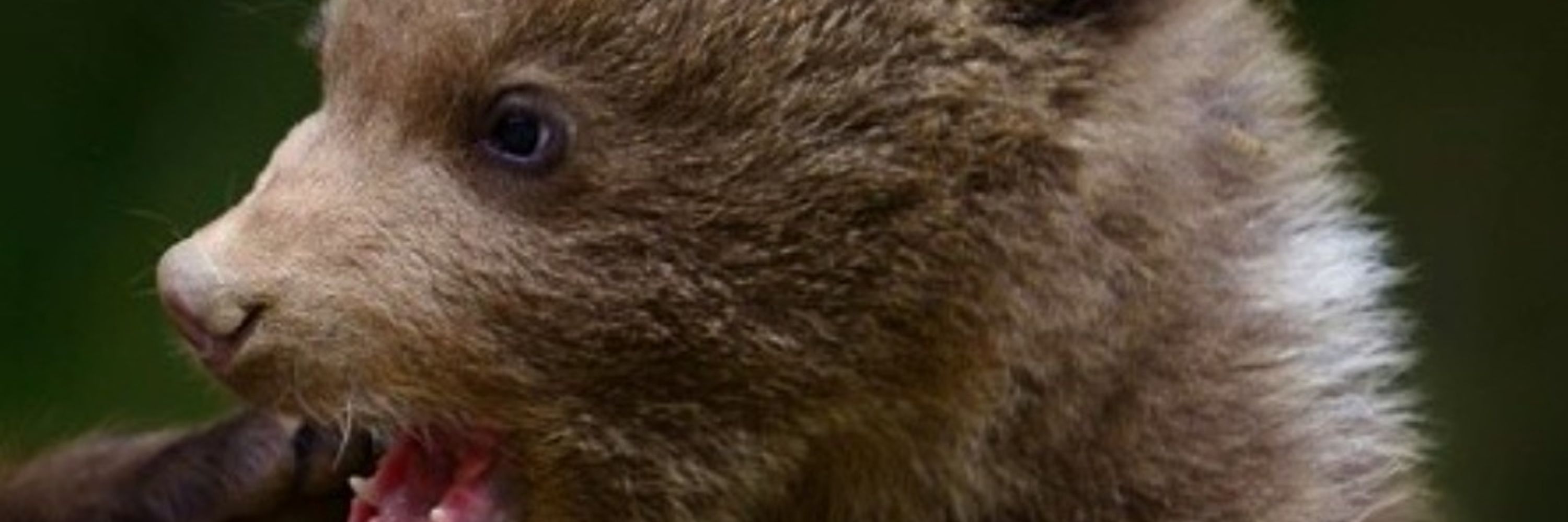 Ein Bär