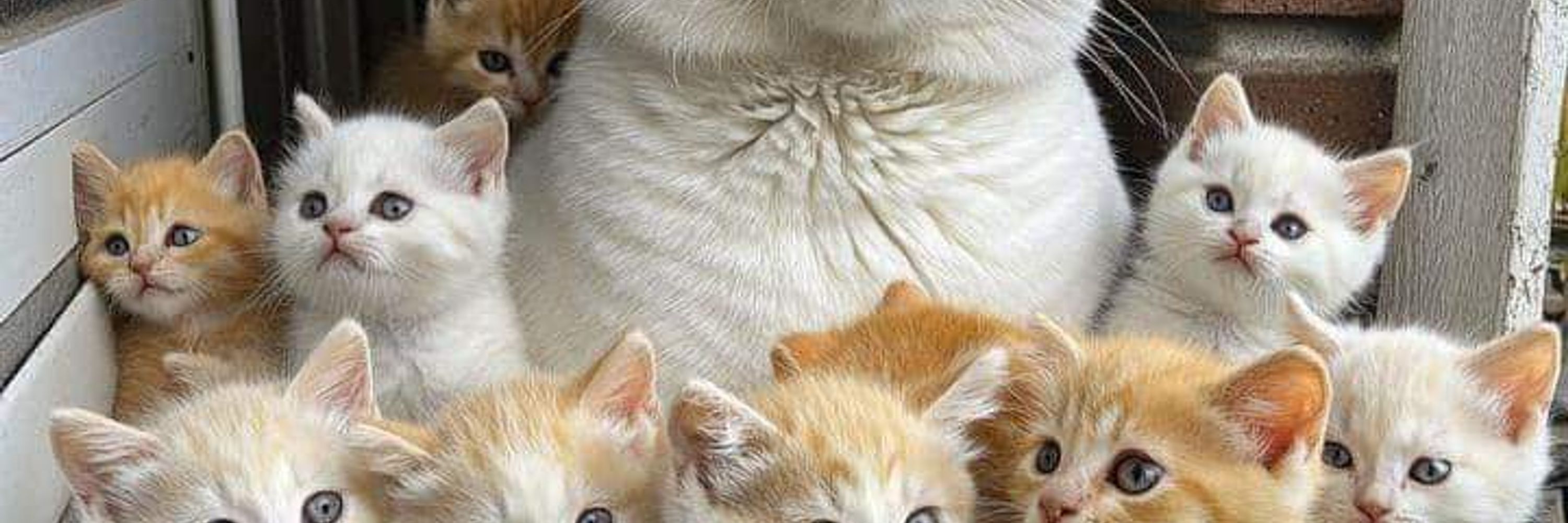 Kitty lover