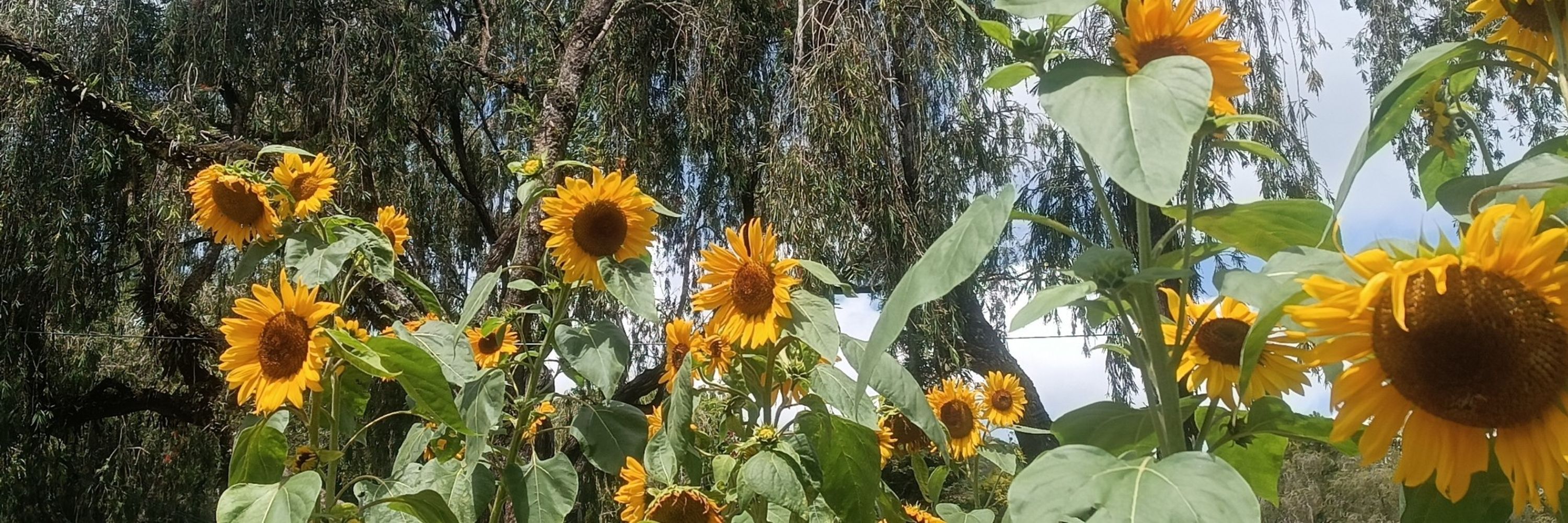 seth🌻 | "god knows the rest"