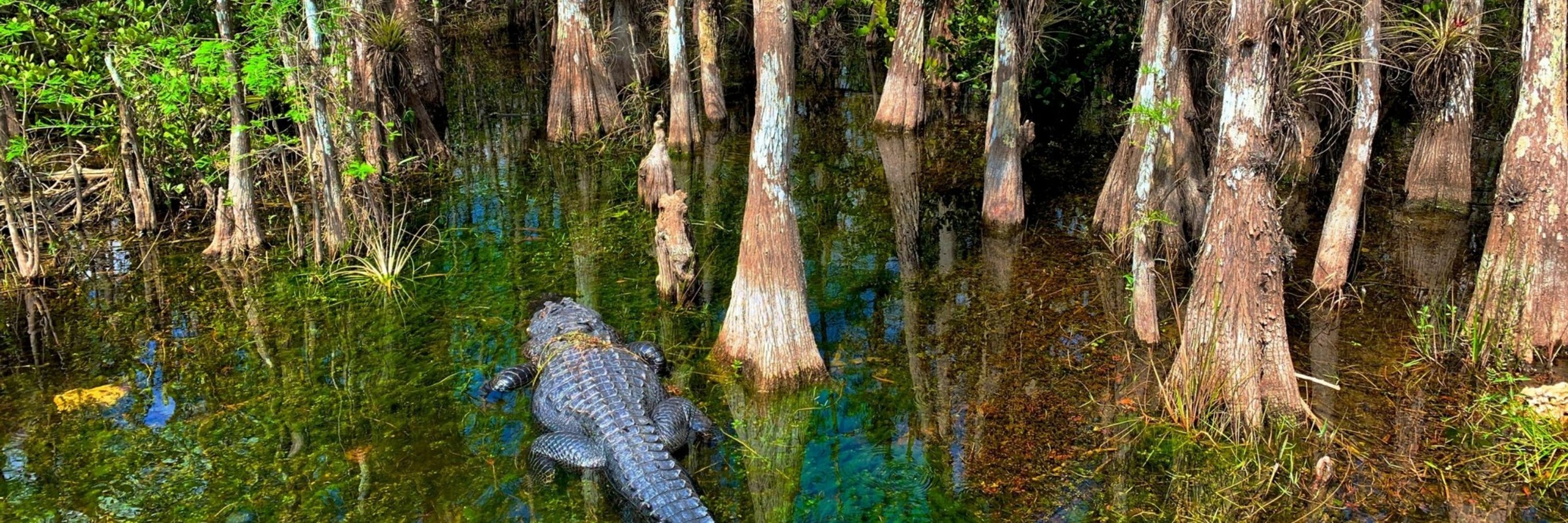 Pond Cypress Tree VTuber 🐊