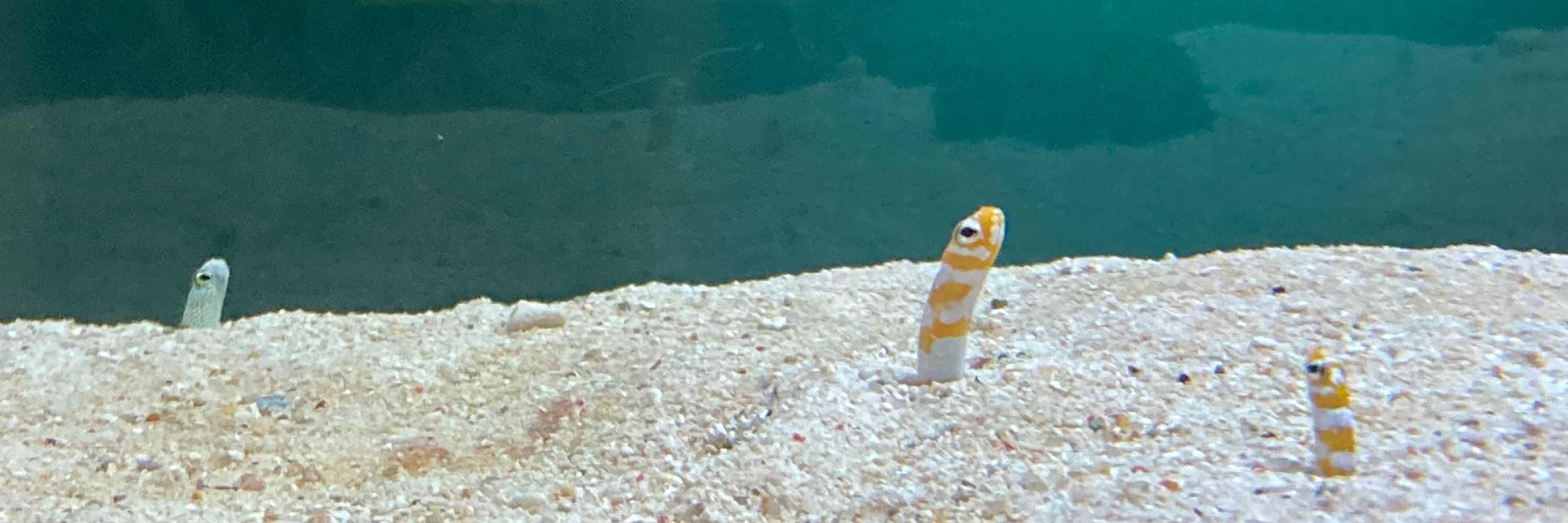 いさな