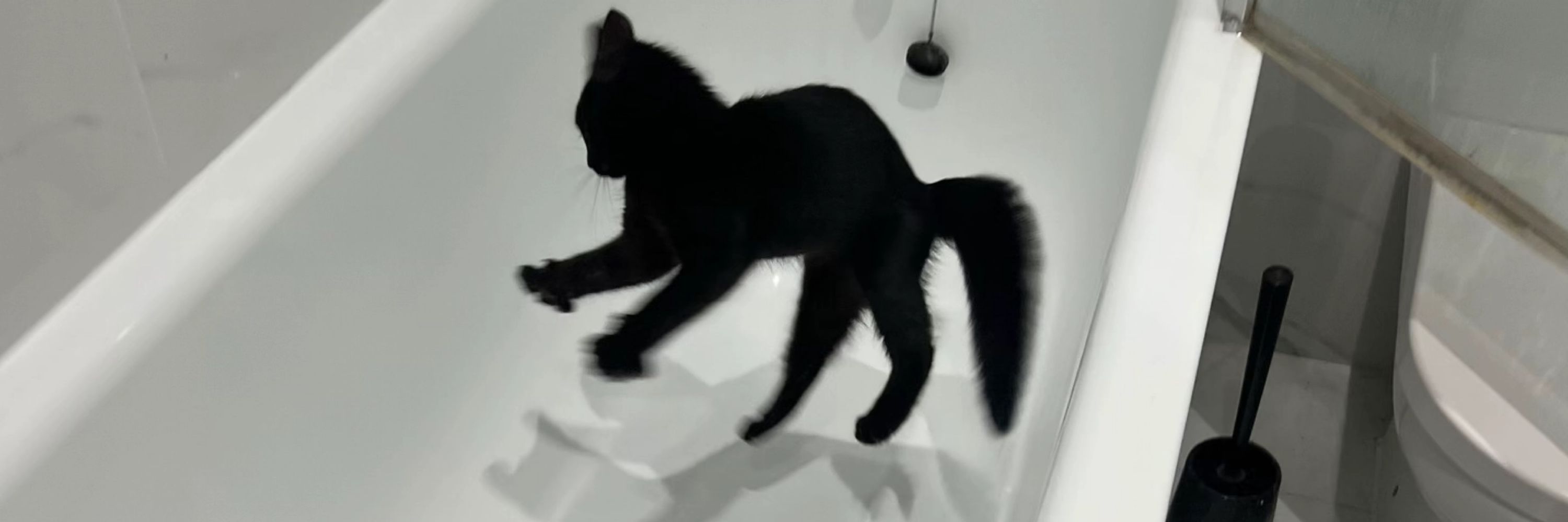 kat