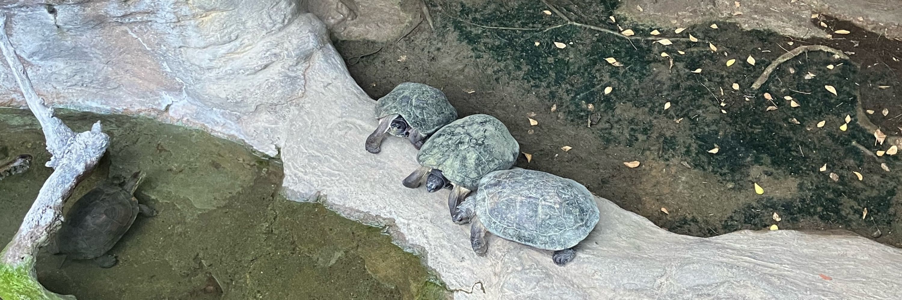 たろべえ