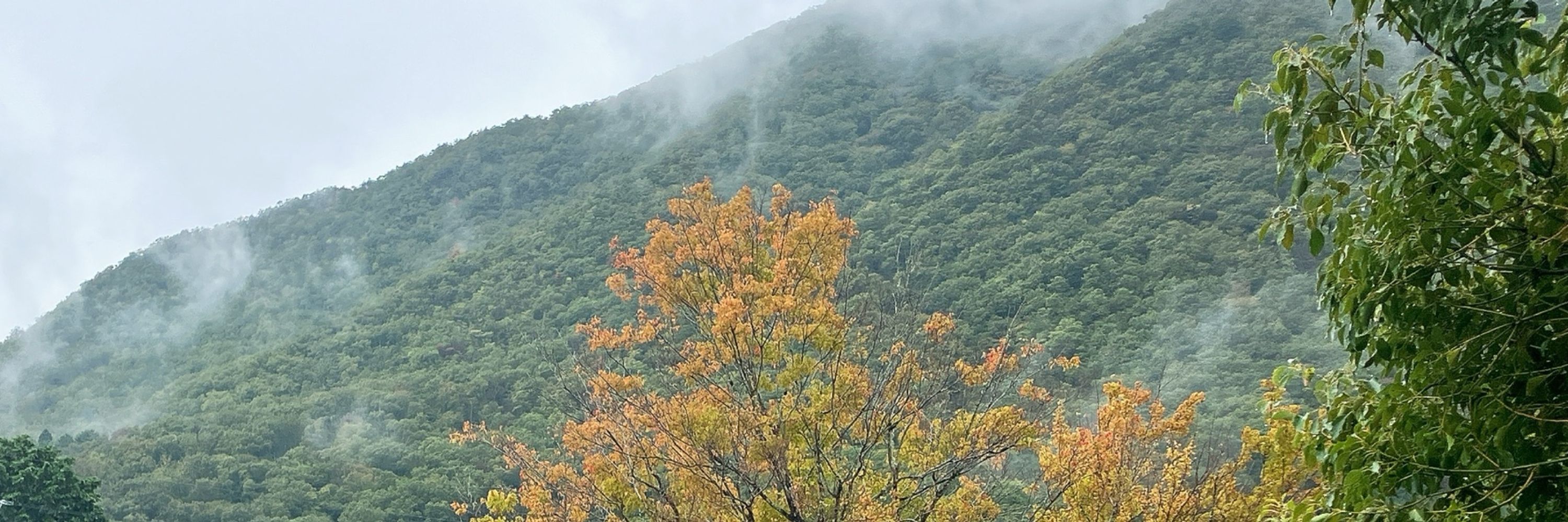 頌慈