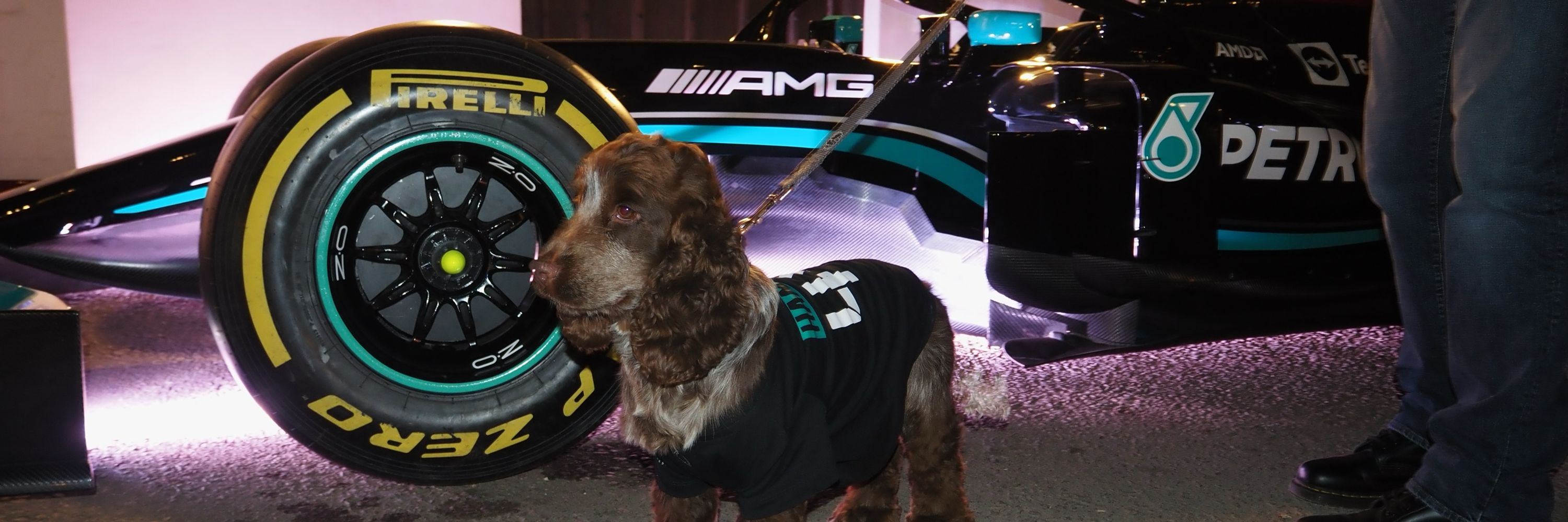 hammertimedoggo.teamlh.social header image