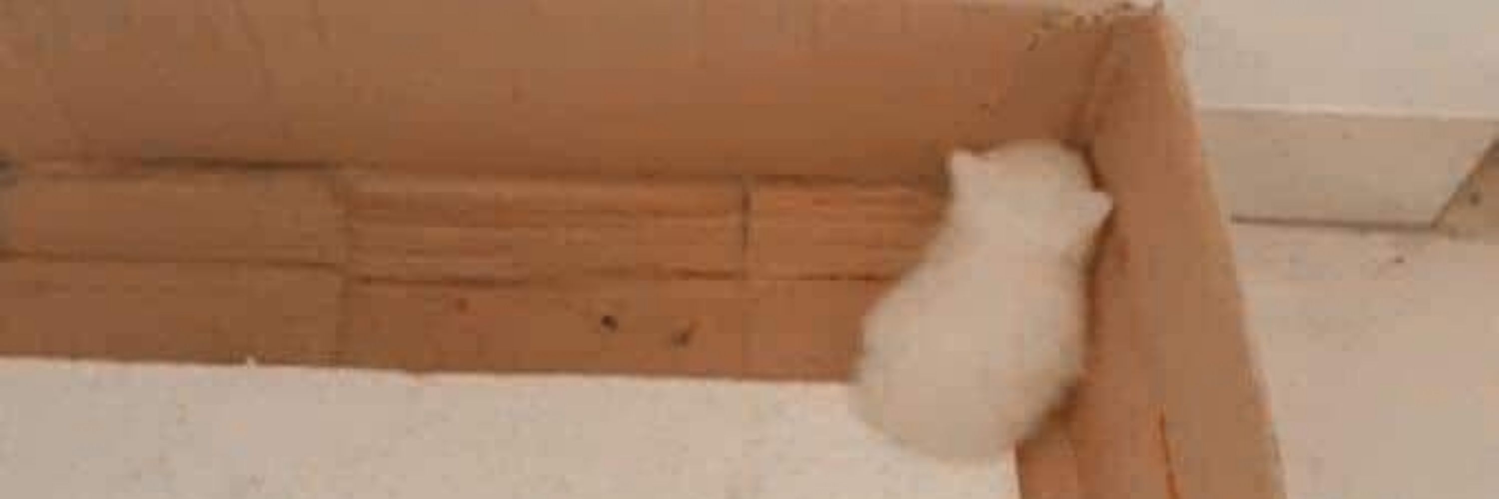 酪梨