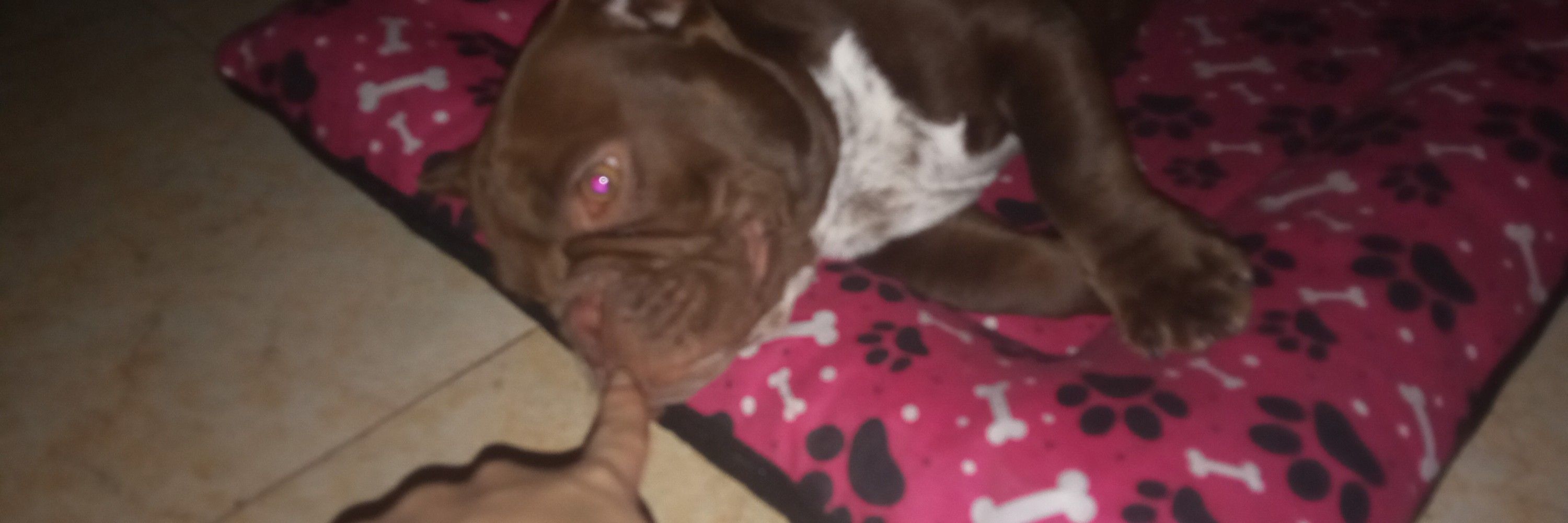 bea