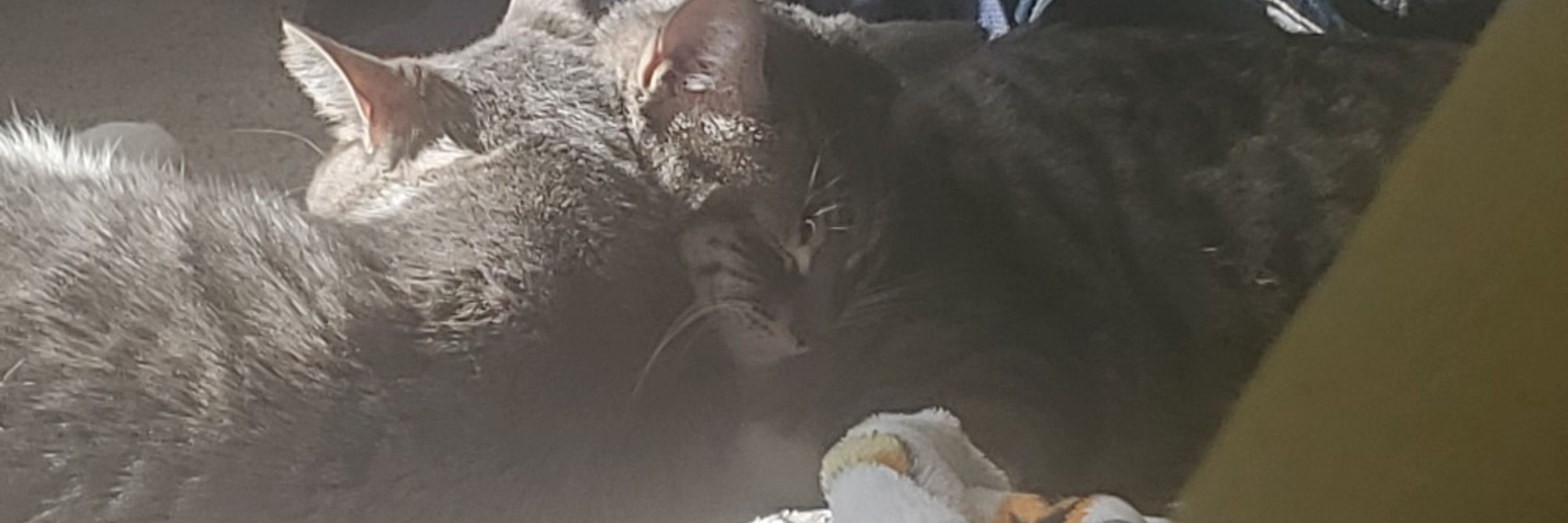 rob