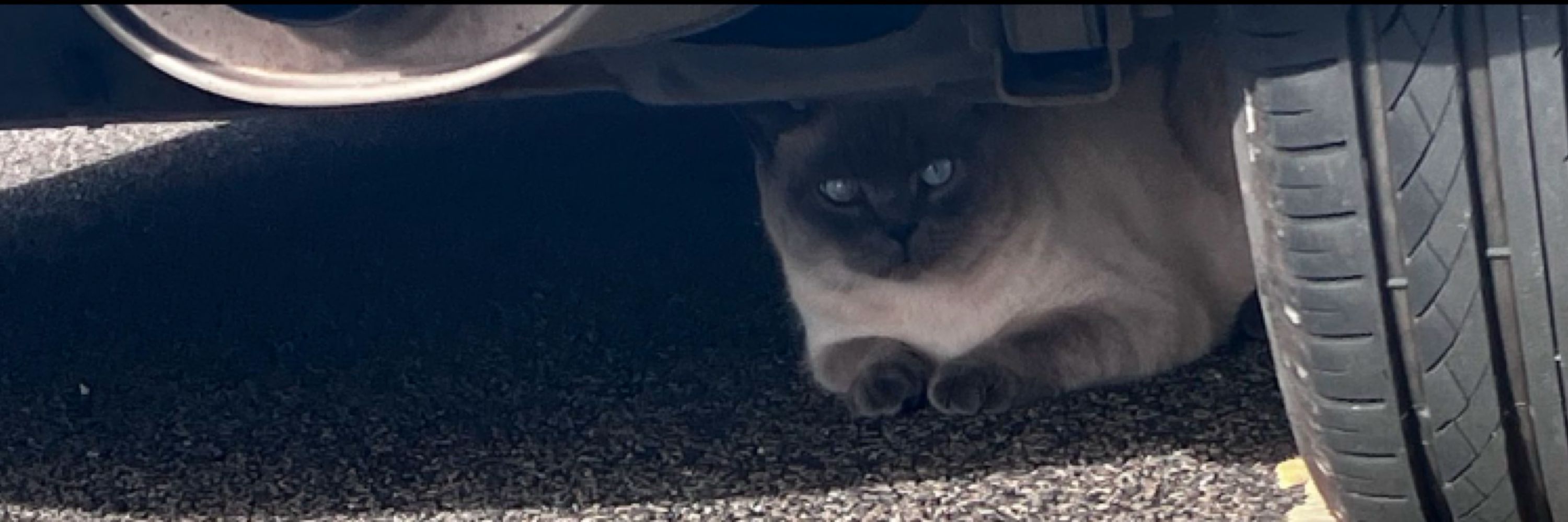 omg kitty