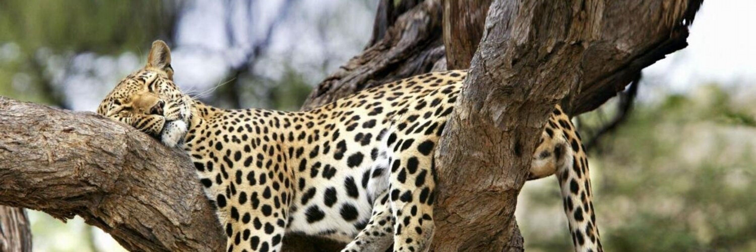 Leoparda 