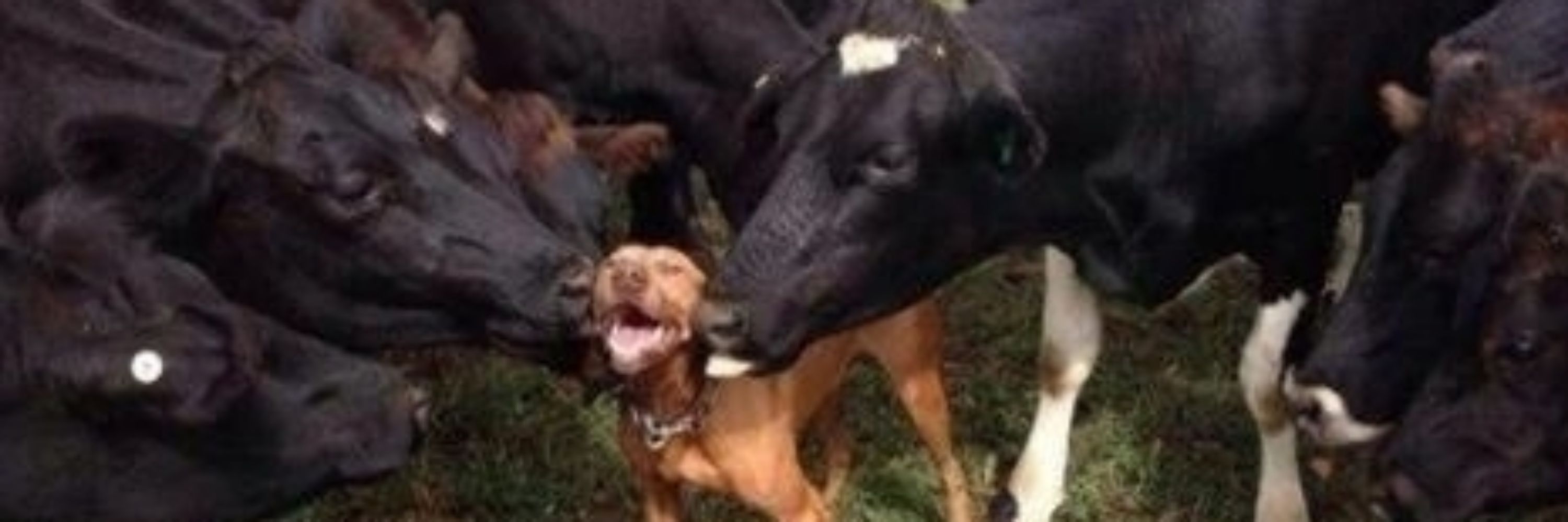 Kimo Horny
