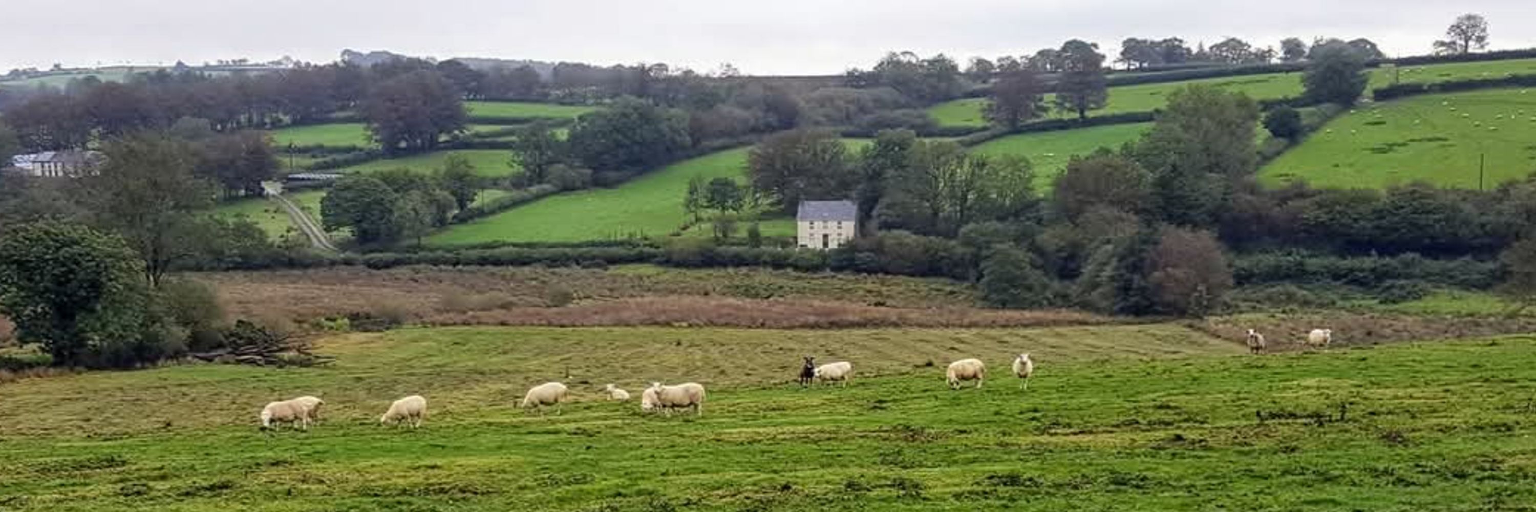 Llafur Ceredigion Preseli Labour