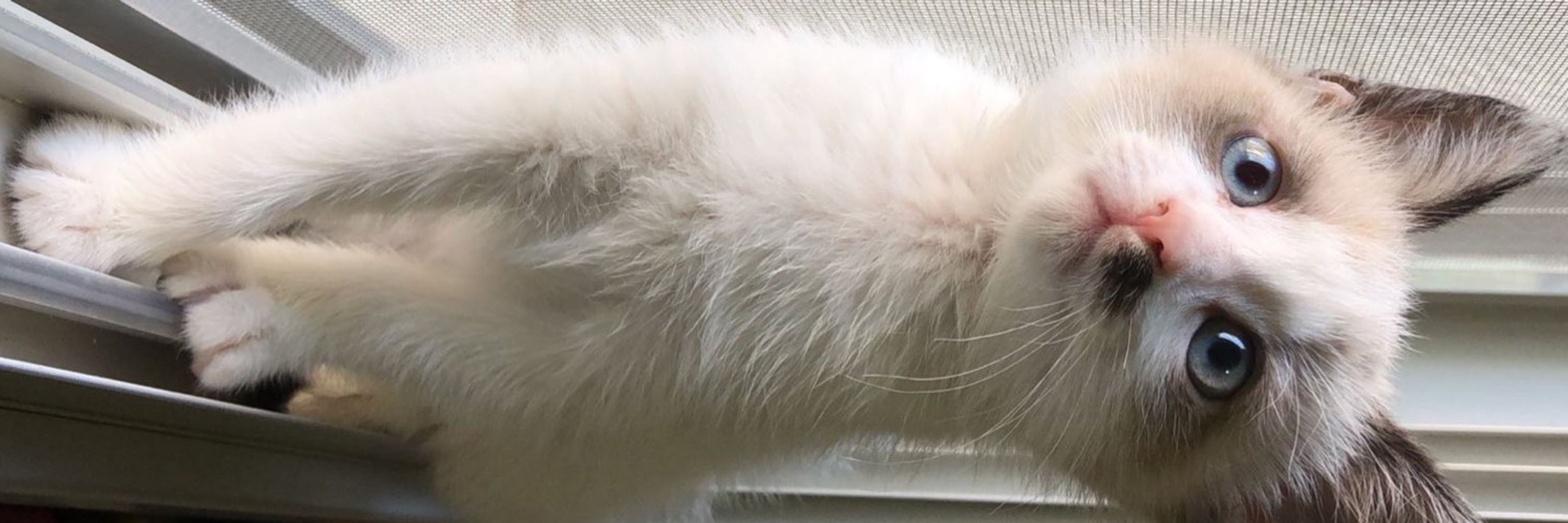Mi