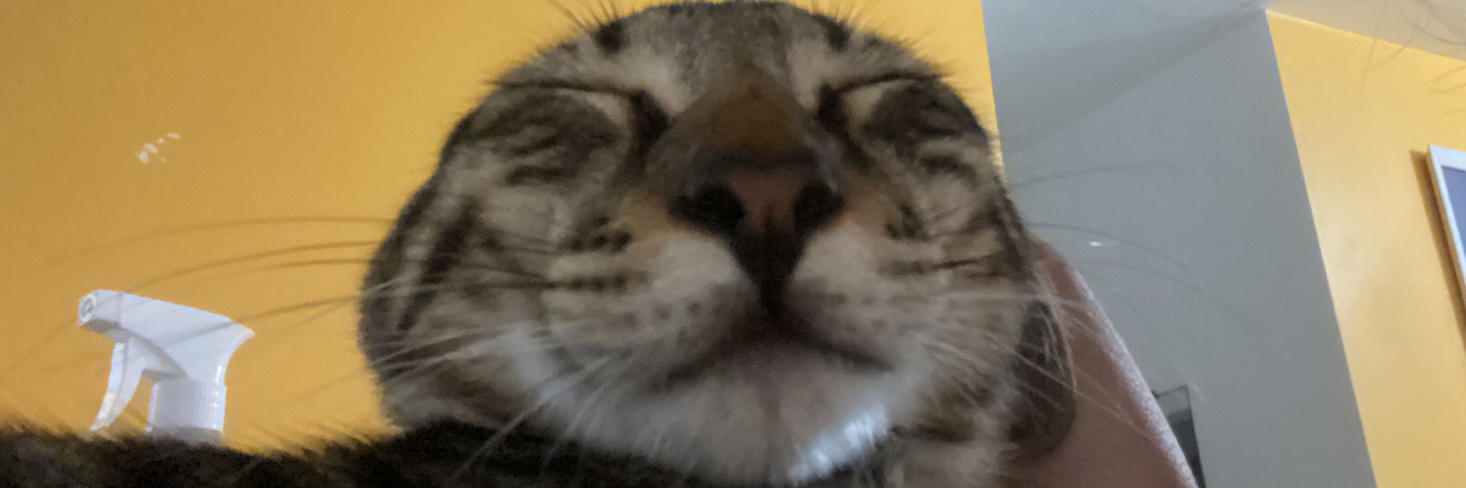 fefe