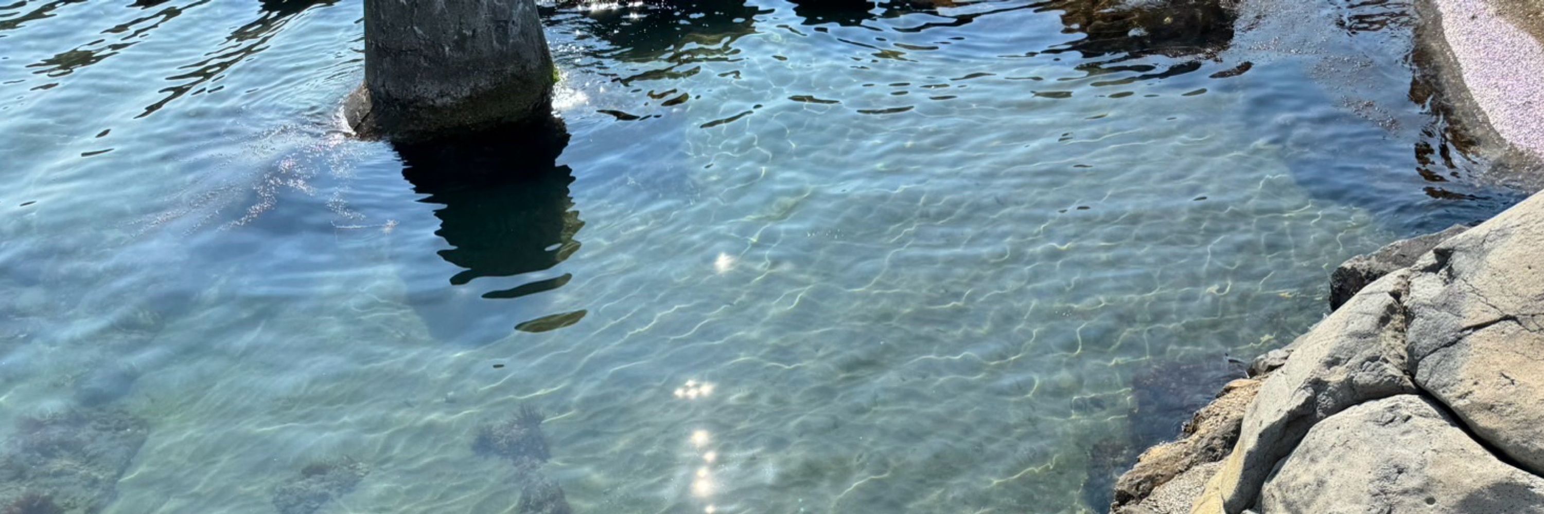 ふぐ🎣
