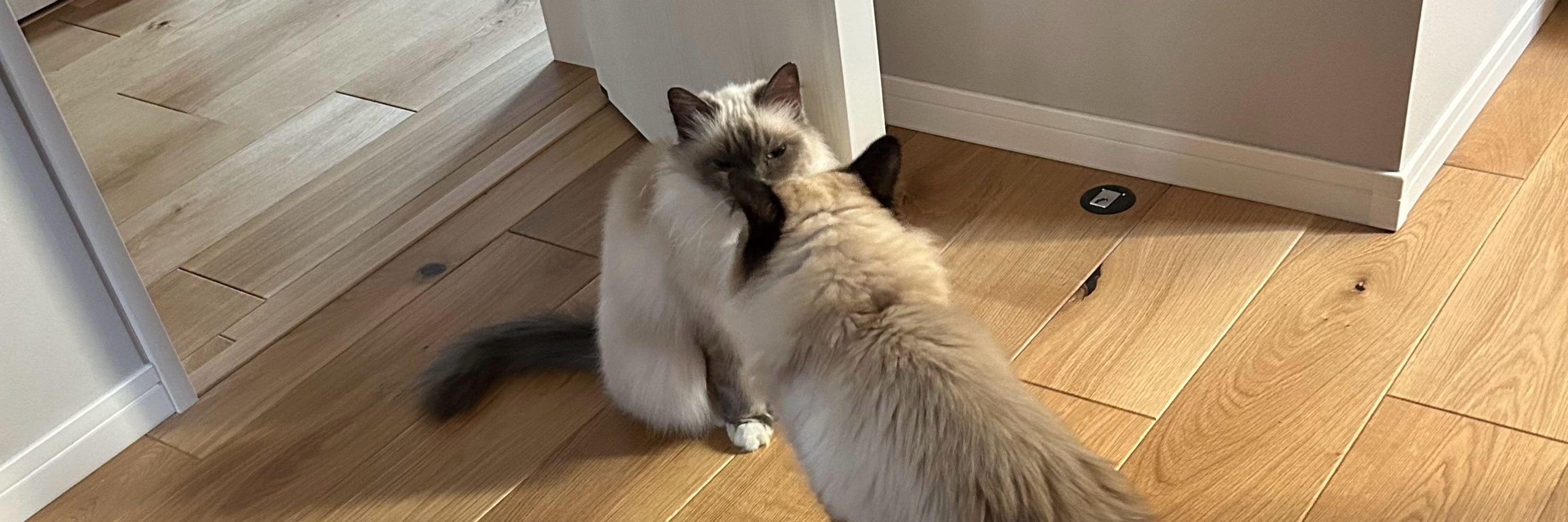 猫愛デル