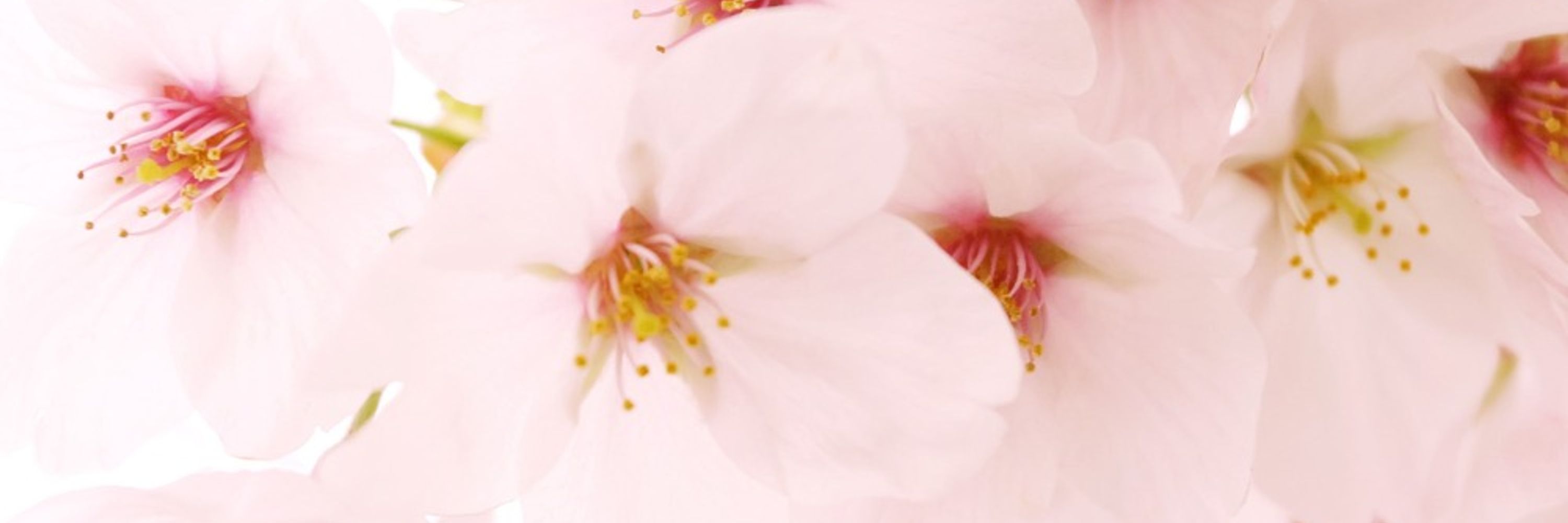 なとり復興桜