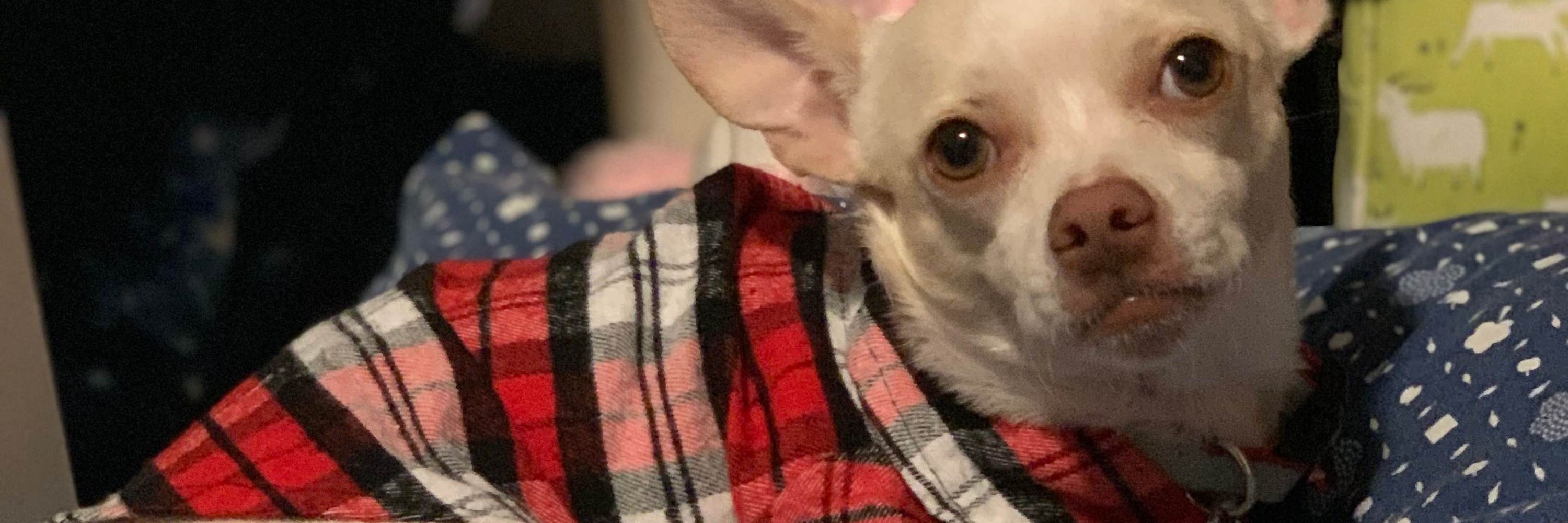 Benzo the dog