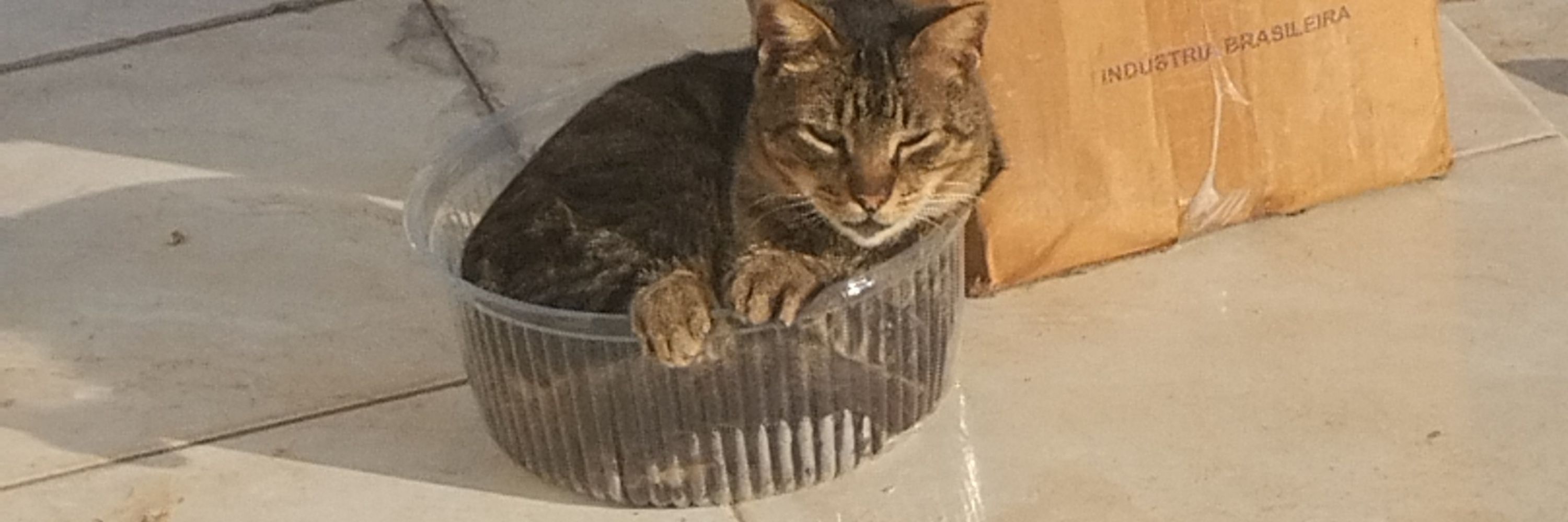 El gato de botas