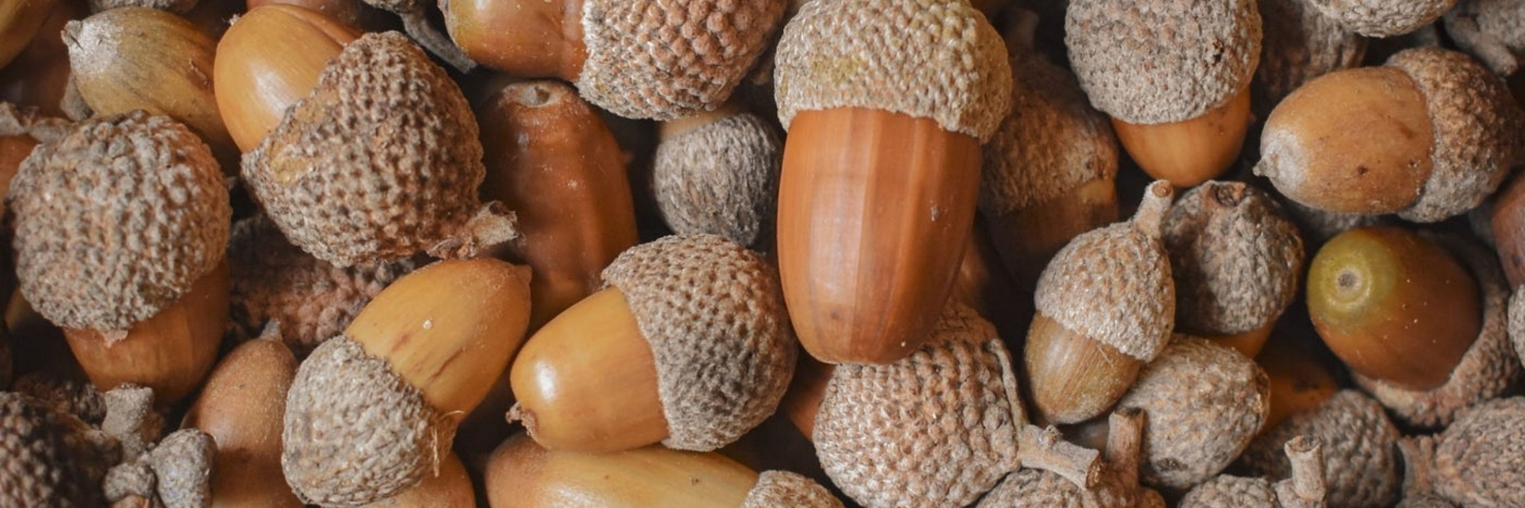 acorn