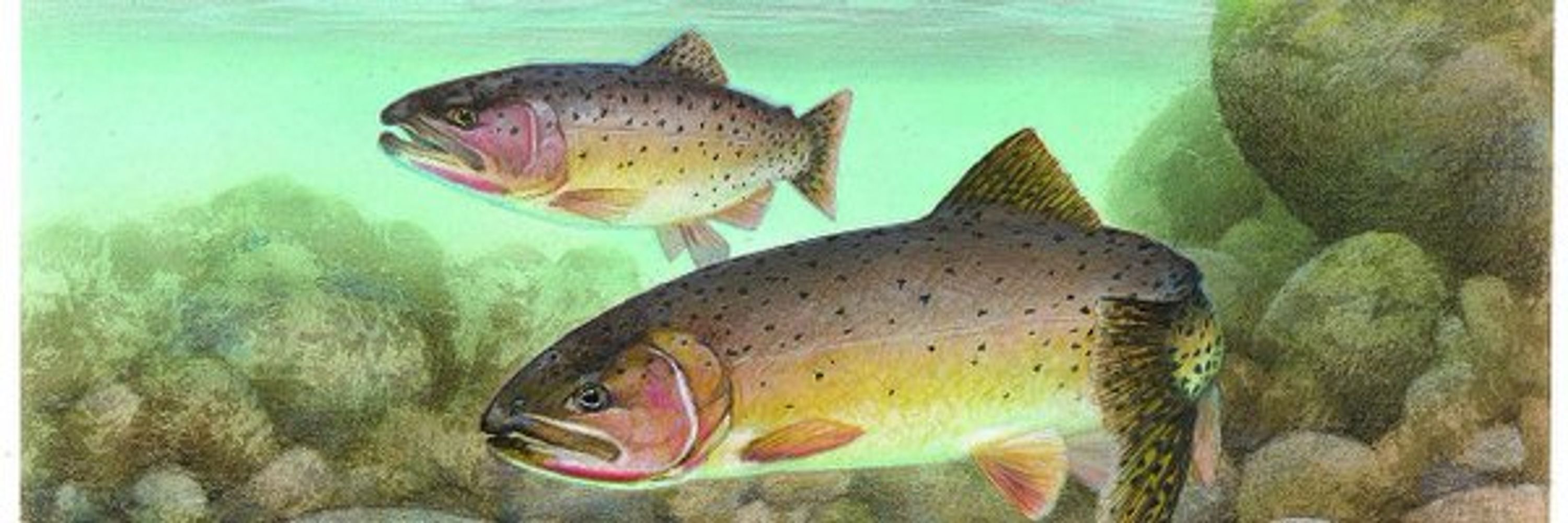 Apache Trout
