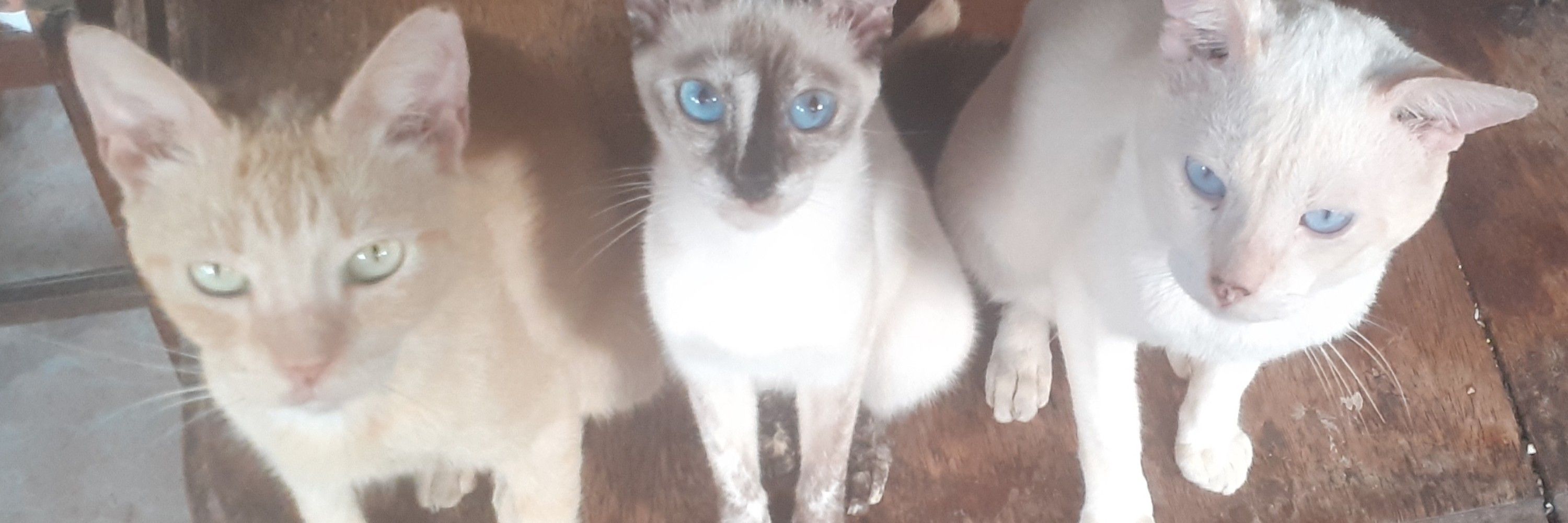 Luiz Angelo Sarco 