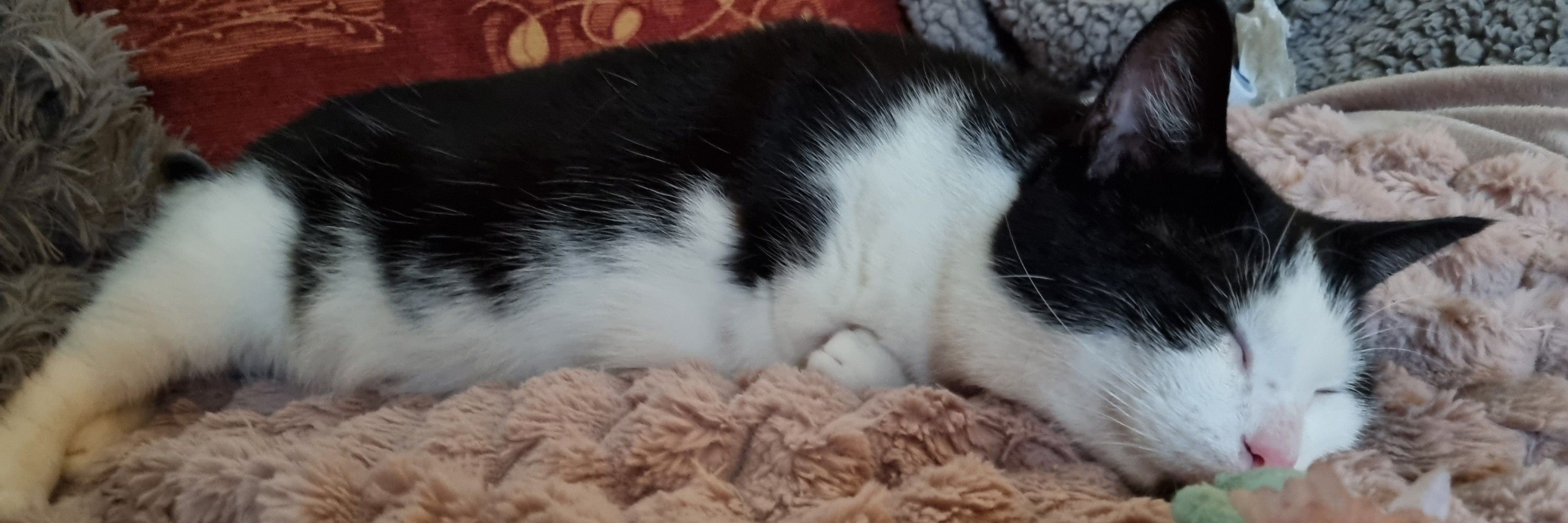 Dougie