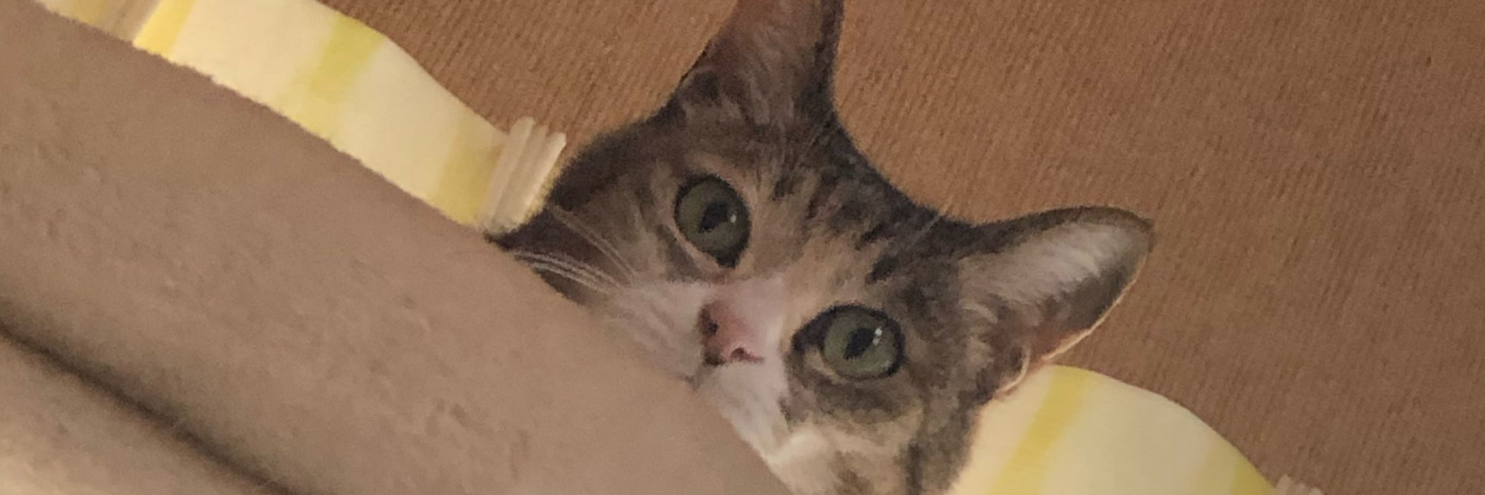 白米　らいす