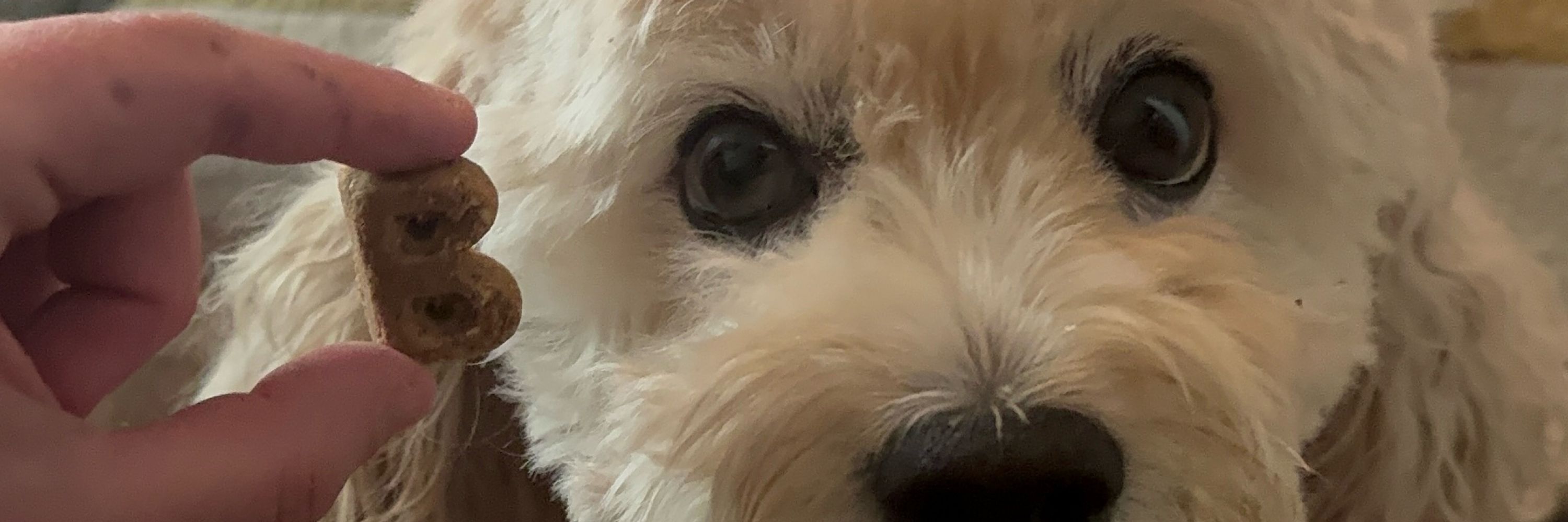 Lex