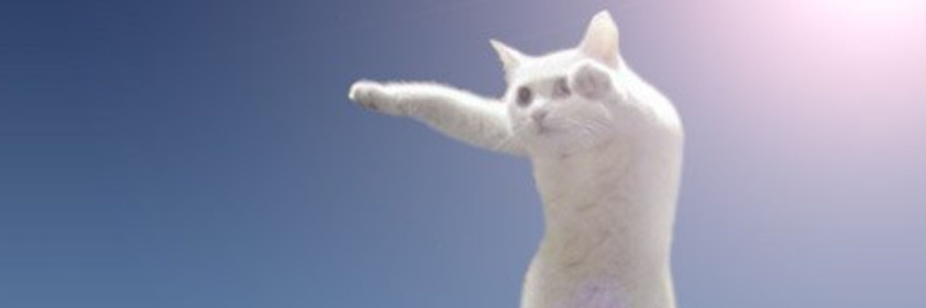 Jimbles The Cat