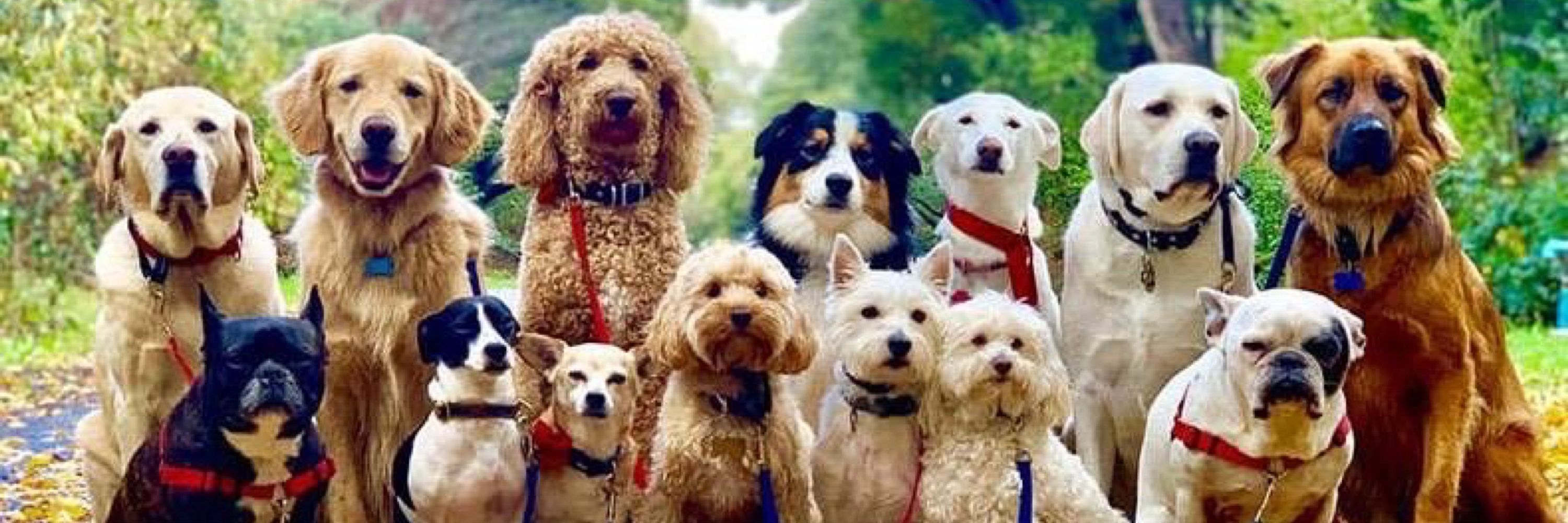 We Love Dogs