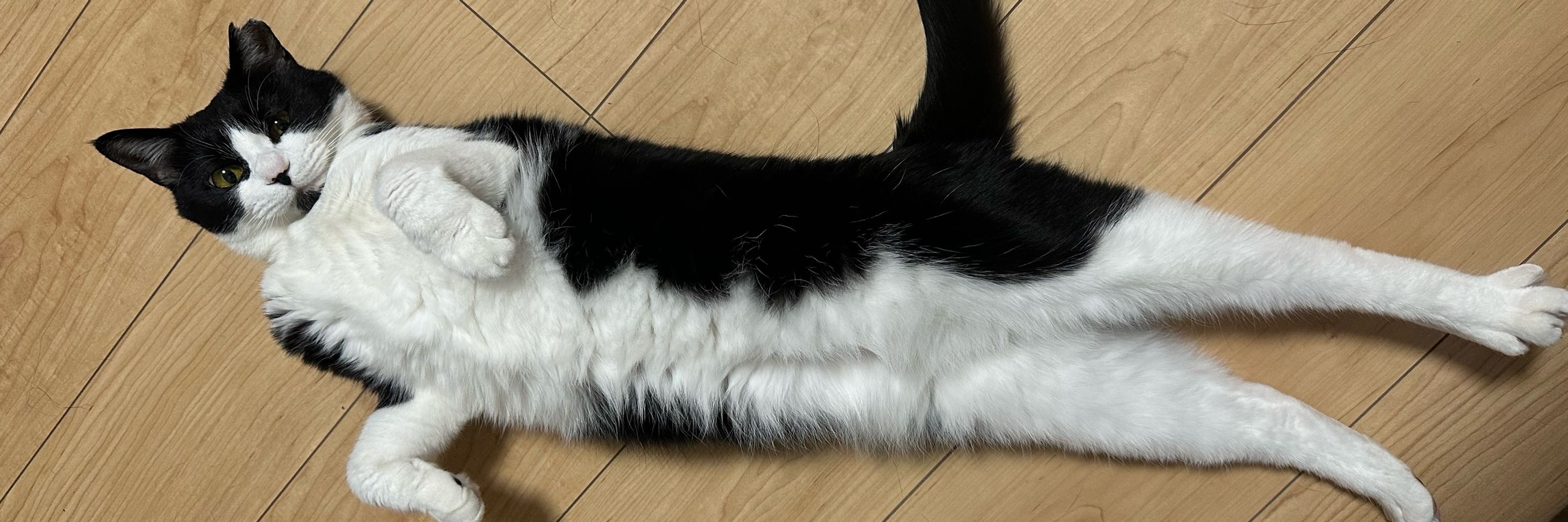 はちわれ