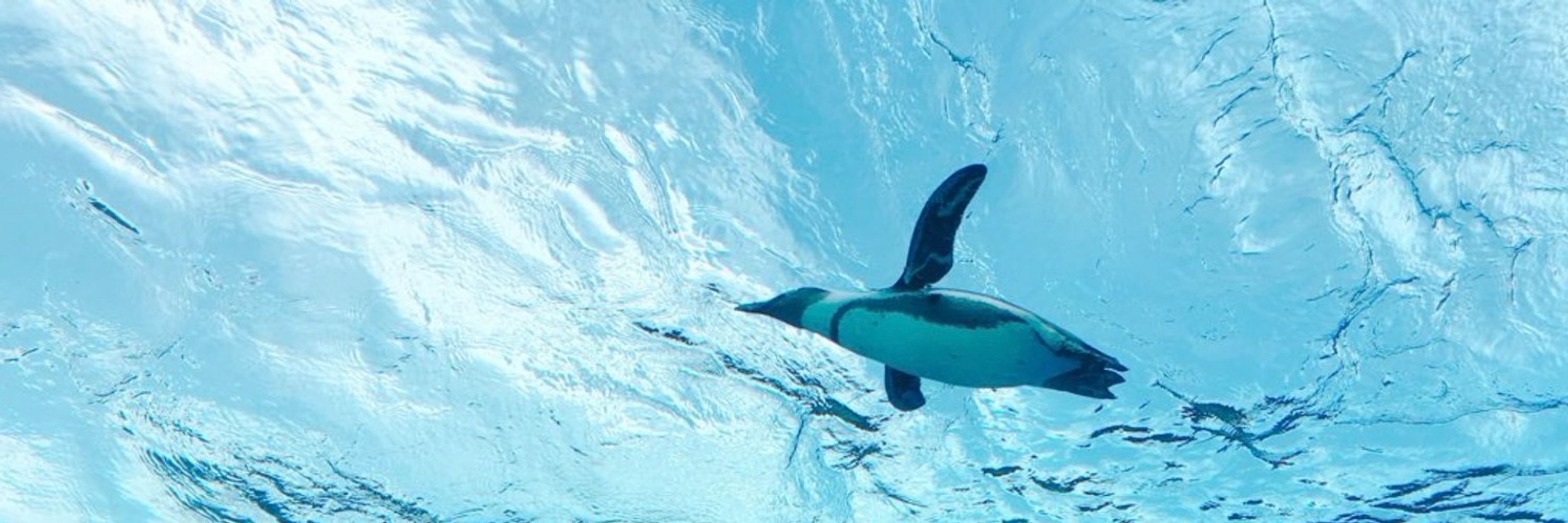 利央🐧