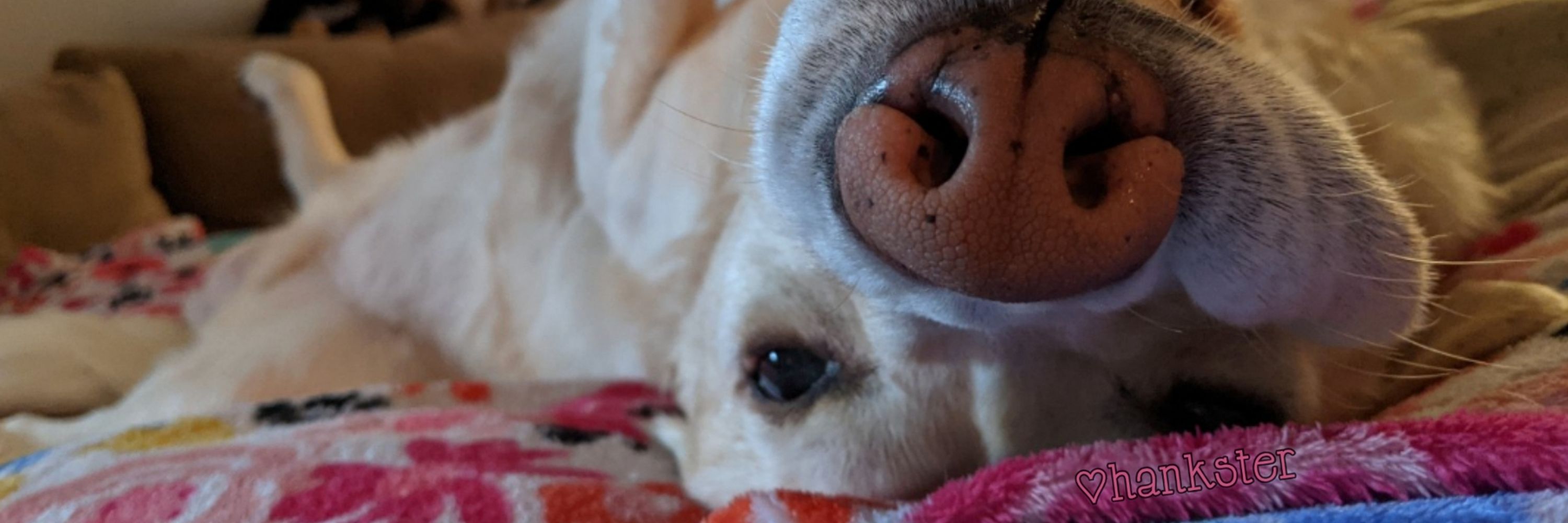 Hankster The Houndster
