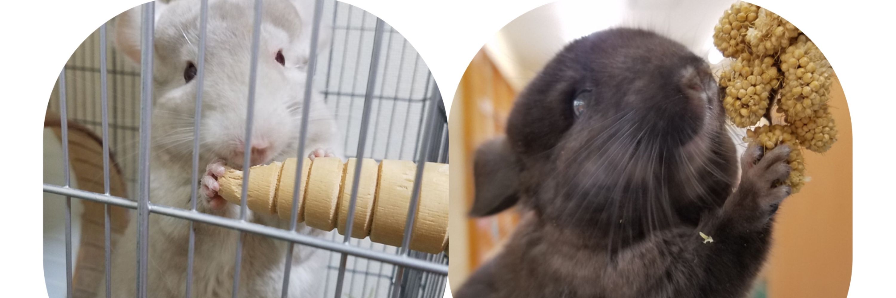 チンチラのちぃとうづき🐭ねこの茶々🐱
