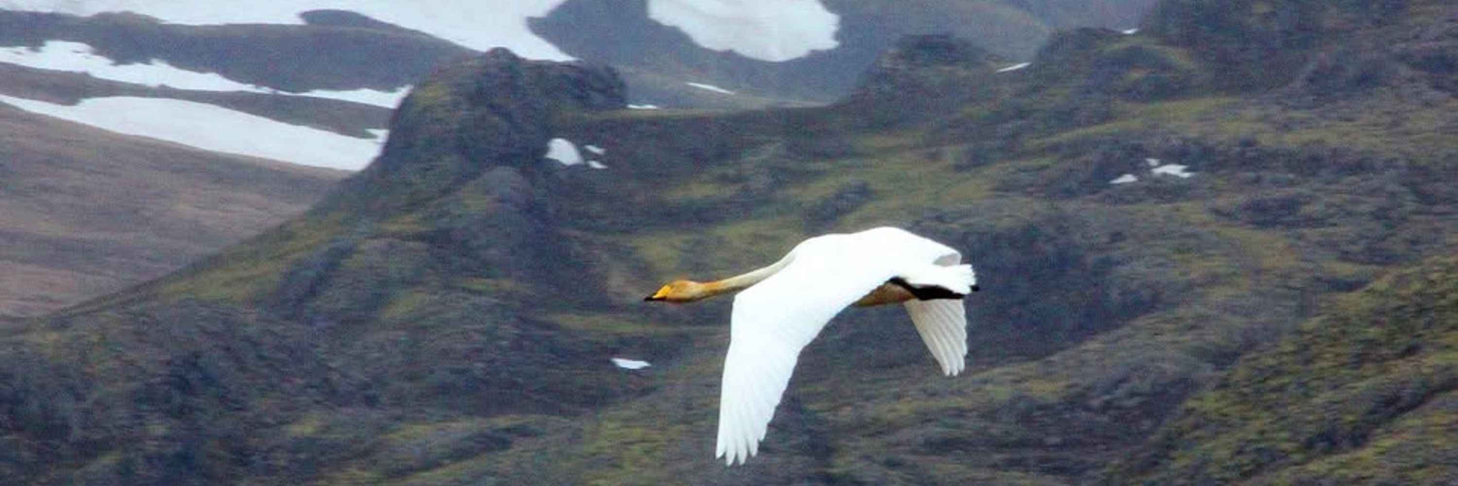 Halvard Harklau