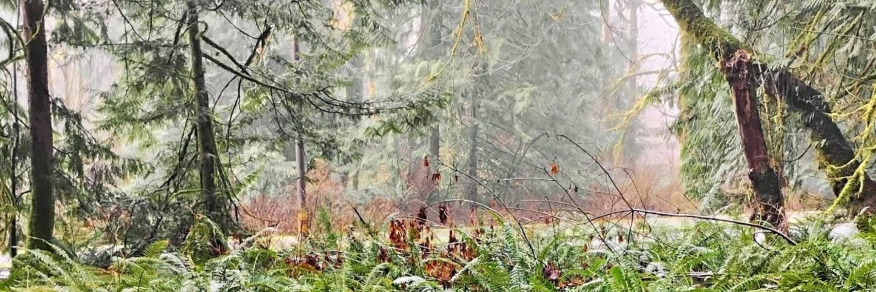 Forest Friday