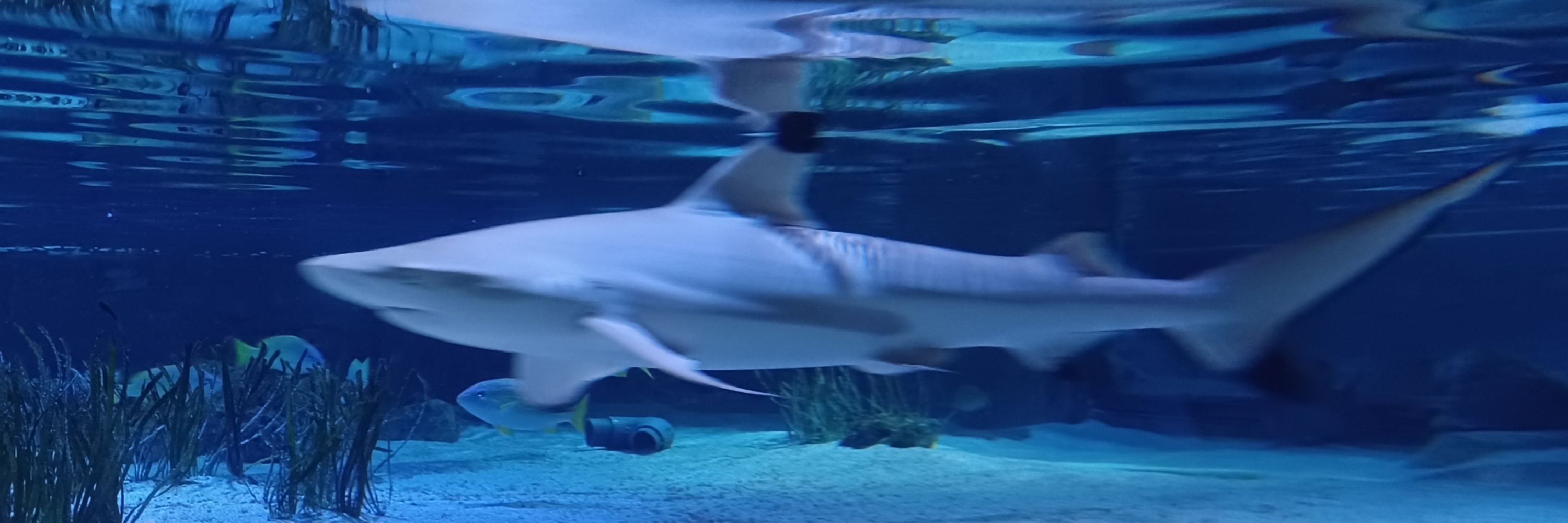 Ari 🦈