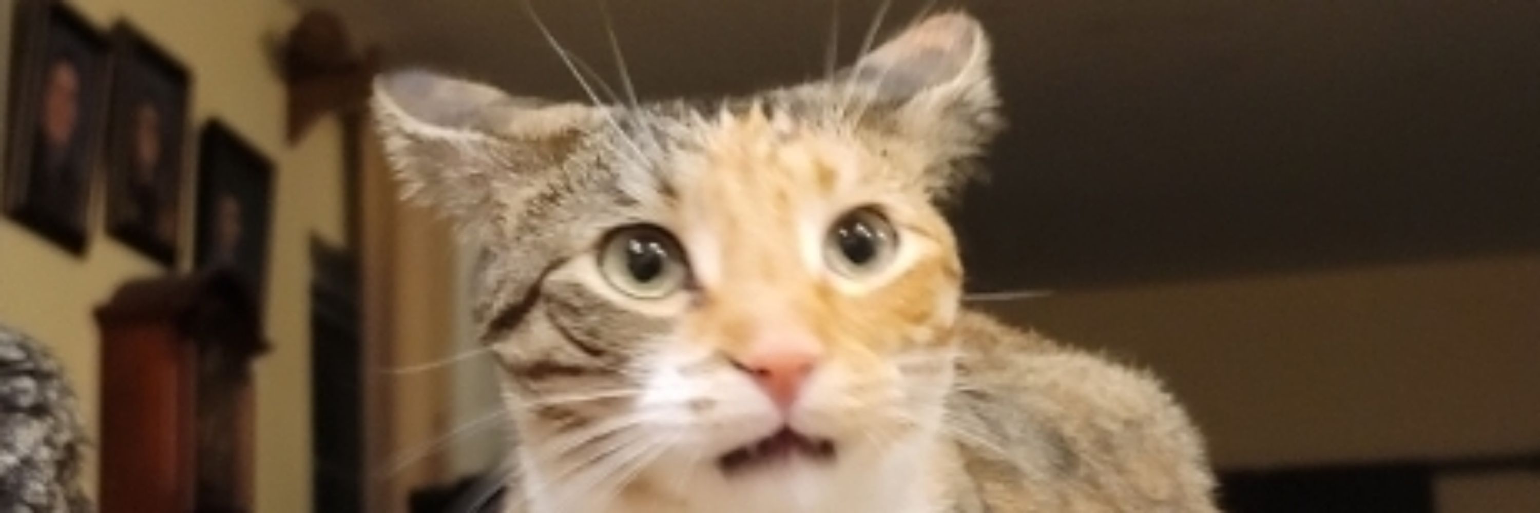 OQ