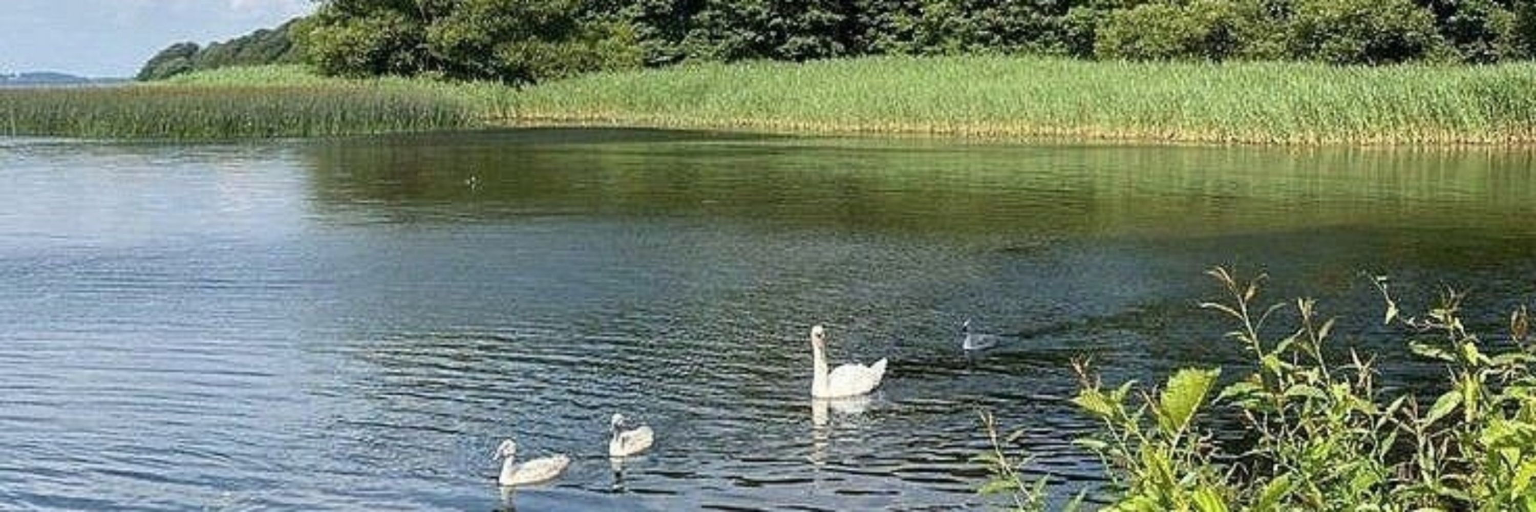 QuackJacky
