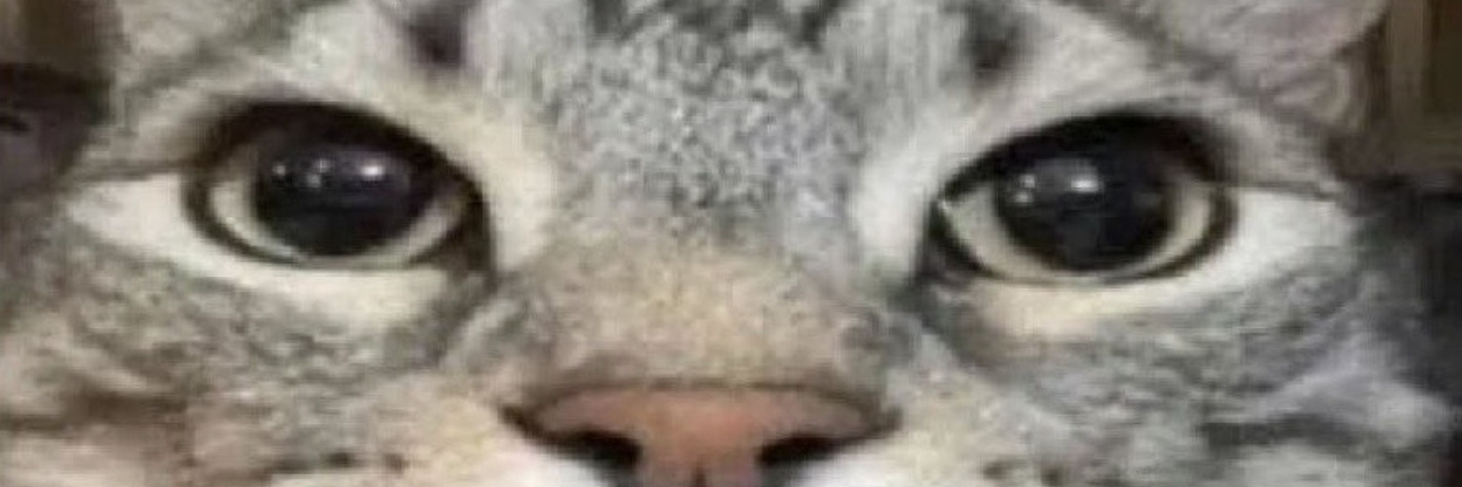 Bddj10