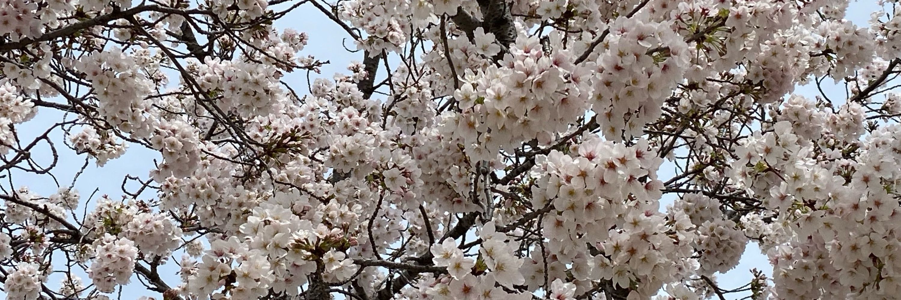 Hiromi