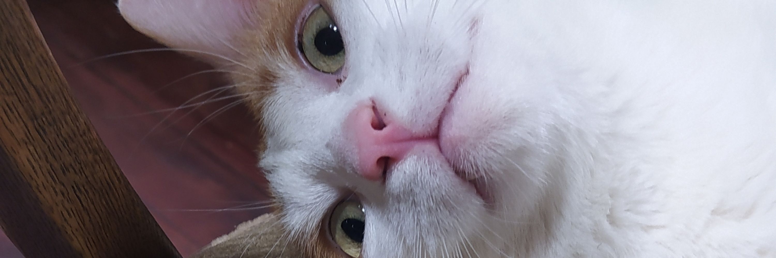 Lux | fic comms in pinned! (0/3)